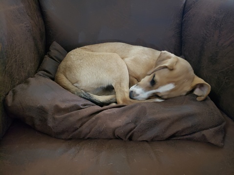 Tranquil scene of a small brown dog curled up and sleeping on a cushion on a brown chair.