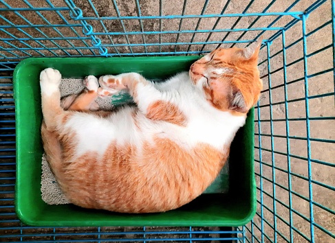 Cat sleeping in litter box - animal behavior.