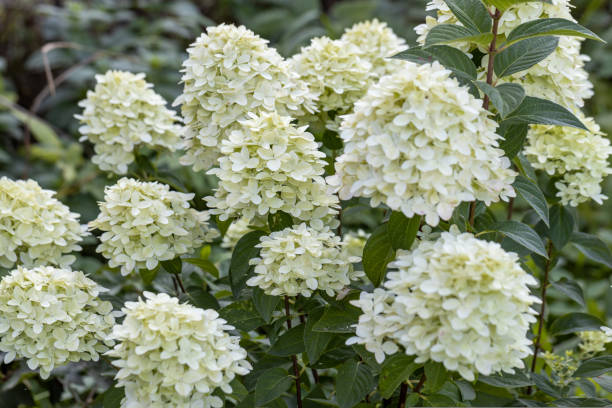 Hydrangea paniculata sort Limelight: hydrangea with green flowers blooms in the garden in summer Hydrangea paniculata sort Limelight: hydrangea with green flowers blooms in the garden in summer. High quality photo panicle stock pictures, royalty-free photos & images