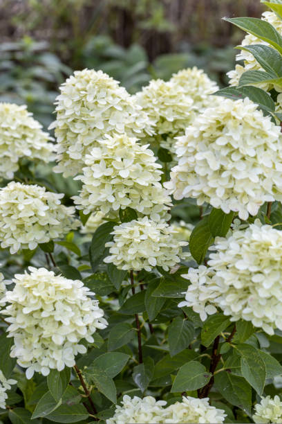 Hydrangea paniculata sort Limelight: hydrangea with green flowers blooms in the garden in summer Hydrangea paniculata sort Limelight: hydrangea with green flowers blooms in the garden in summer. High quality photo panicle stock pictures, royalty-free photos & images