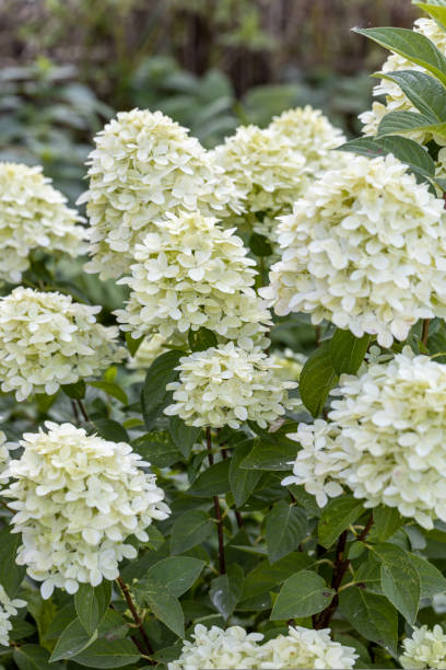 hydrangea paniculata sort limelight: hydrangea with green flowers blooms in the garden in summer - limelight imagens e fotografias de stock