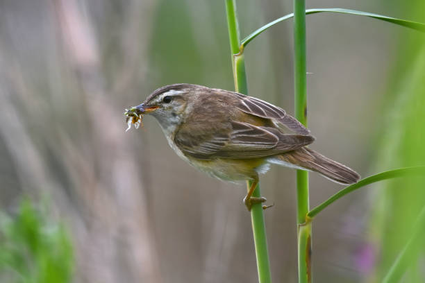 istock Sedge warbler (Acrocephalus schoenobaenus) with a beak full of insects. 1416942923