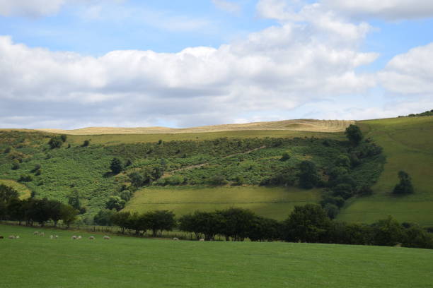 istock Grass field grazed by sheep near Knighton 1416944924