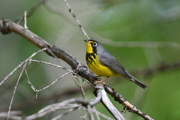 istock Colorful male Canada Warbler 1416945071