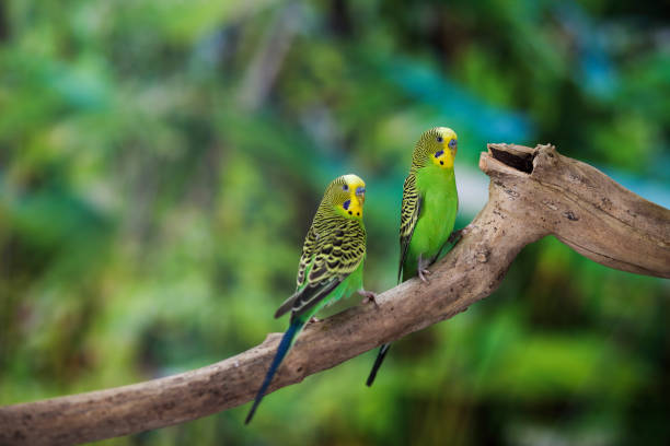 istock Green Budgerigars Australian Parakeets 1416946803
