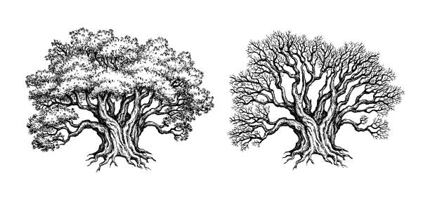 Old big Yews. Living and withered trees. Ink sketch isolated on white background. Hand drawn vector illustration. Vintage style stroke drawing.