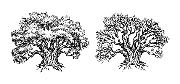 Old big Yews. Living and withered trees. Ink sketch isolated on white background. Hand drawn vector illustration. Vintage style stroke drawing.