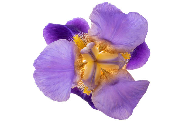 istock purple iris flower isolted on white background 1416947612