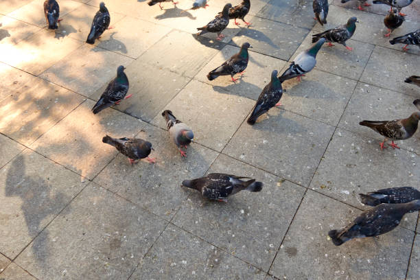 istock Pigeons Waiting For Food 1416953968