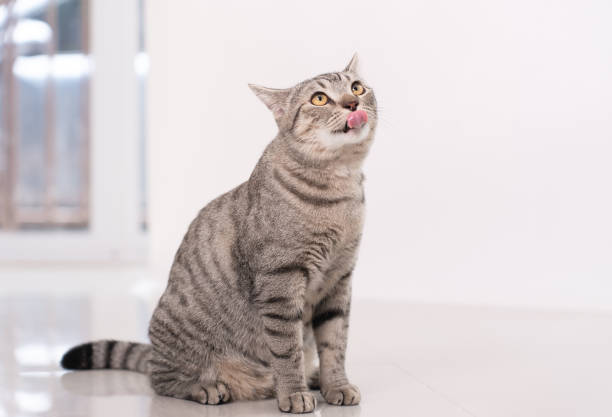 Cute tabby cat stick out tongue and look the camera.