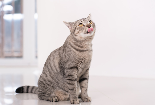 Cute tabby cat stick out tongue and look the camera.