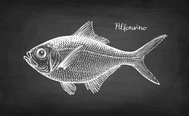 ilustrações, clipart, desenhos animados e ícones de esboço de giz de alfonsino. - rockfish