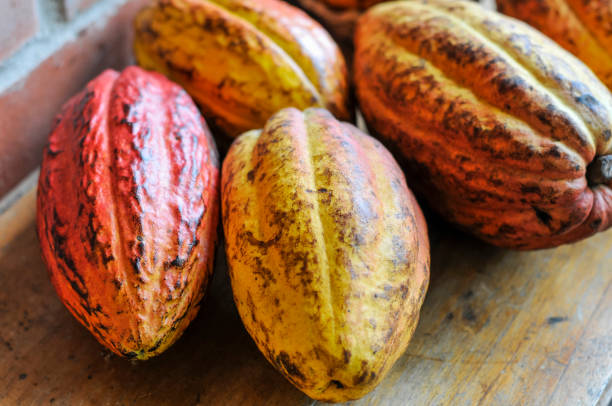 istock Ripe cocoa fruits 1416957441