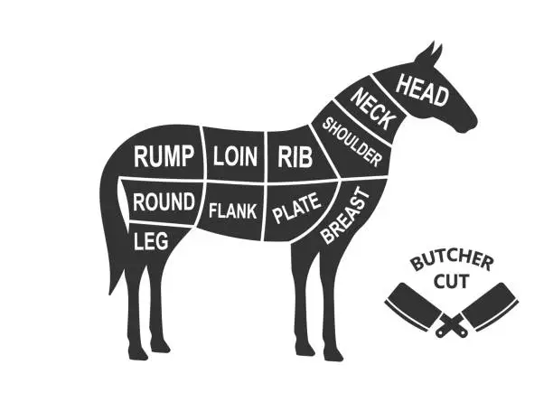 Vector illustration of Horse scheme cuts. Butcher diagram poster. Meat diagram scheme illustration. Cuts of horse meat. Farm animal silhouette.