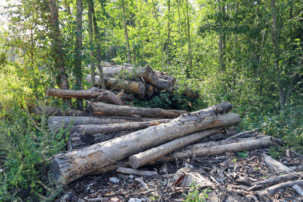 istock Rotting logs of birches bunch in forest thickets, environmental protection 1416966175