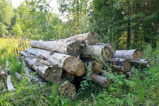 istock Rotting logs of birches bunch in forest thickets, environmental protection, forestry 1416966291
