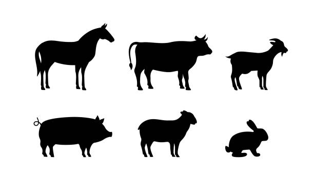 ilustrações, clipart, desenhos animados e ícones de conjunto de silhuetas animais da fazenda. porco, cavalo, cabra, ovelha, coelho, vaca silhuetas pretas. ícones de caracteres de animais de fazenda definidos isolados em fundo branco - goat animal black domestic animals