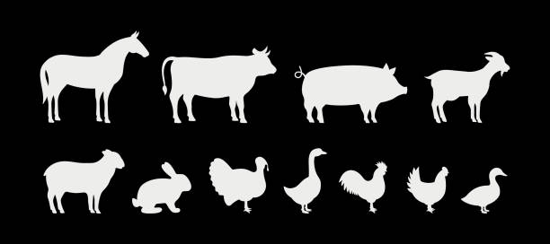 ilustrações, clipart, desenhos animados e ícones de silhuetas de animais de fazenda definidas isoladas em fundo preto. porco, cavalo, peru, cabra, ovelha, galinha, galo, pato, coelho, ganso, vaquinha. - goat animal black domestic animals