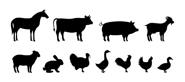 Set of Farm animal silhouettes. Pig, Horse, Turkey, Goat, Sheep, Chicken, Rooster, Duck, Rabbit, Goose, Cow black silhouettes. Farm animals character icons set isolated on white background.