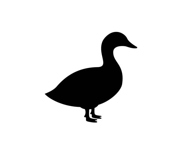 Duck black silhouette. Duck symbol. Canard bird silhouette. Farm bird icon isolated on white background. Duck black silhouette. Duck symbol. Canard bird silhouette. Vector illustration. Farm bird icon isolated on white background. mallard duck stock illustrations