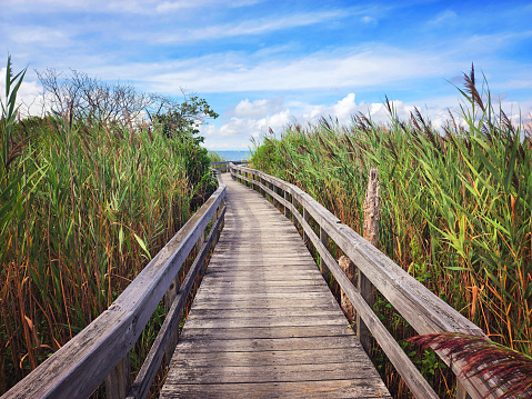 Wooden boardwalk path leading to the beach through tall beach grass, Fire Island, NY, USA