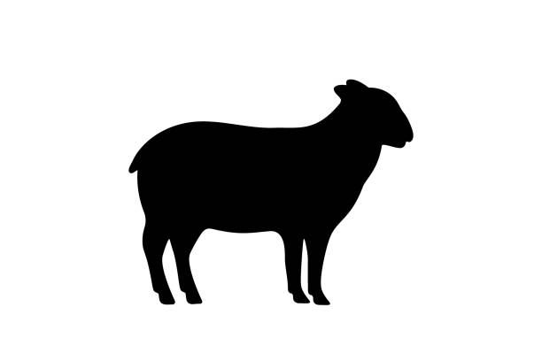ilustrações, clipart, desenhos animados e ícones de silhueta preta de ovelhas. símbolo de ovelhas. silhueta ram. ícone animal da fazenda isolado no fundo branco. - sheep lamb wool animal head