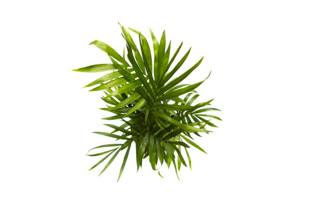 istock Areca palm top view, isolated on white background. 1416968669