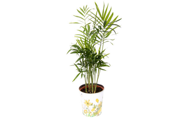 istock Areca palm in a pot, isolated on white background. 1416968736