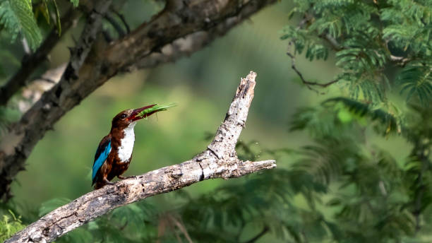 istock white-throated kingfisher (Halcyon smyrnensis) 1416968860