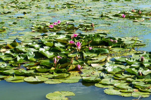 istock beautiful water lilies growing 1416969765