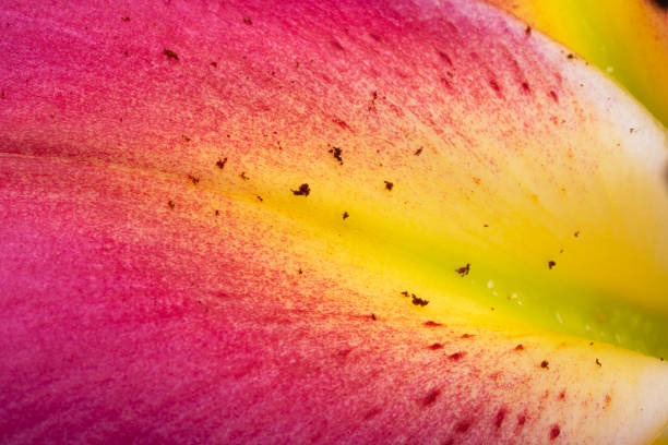 background of a beautiful lily close-up