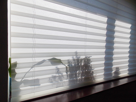 Pleated blinds XL, white color, with 50mm fold closeup in the window opening. On the windowsill behind pleated shades, shadows of indoor plants shine through. Modern home curtains closed.