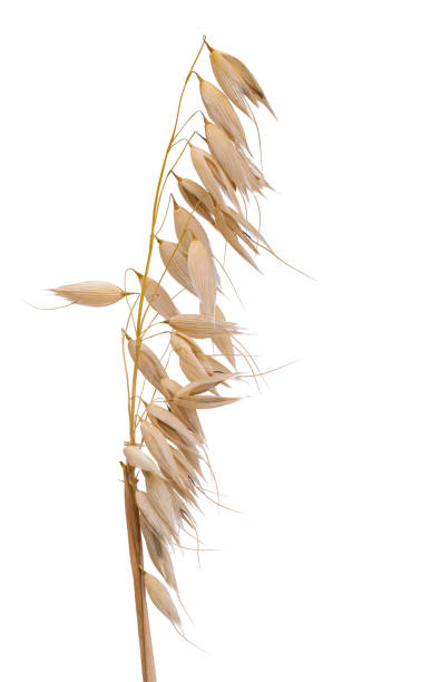 istock ear of oats isolated 1416974623