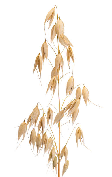 istock ear of oats isolated 1416974654