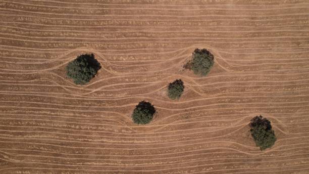istock Natural pattern, rural field with tree teres, Alentejo landscape 1416975078