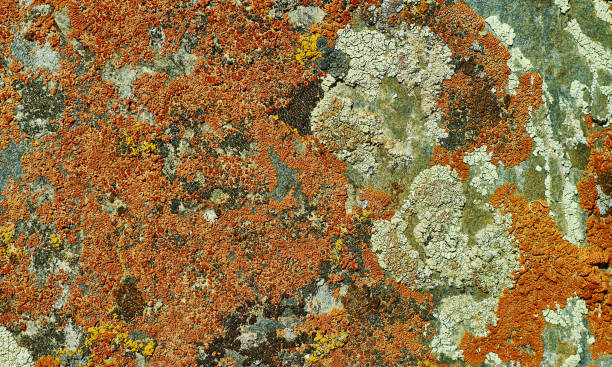istock Mongolian Structure of surface of the stone 1416975105