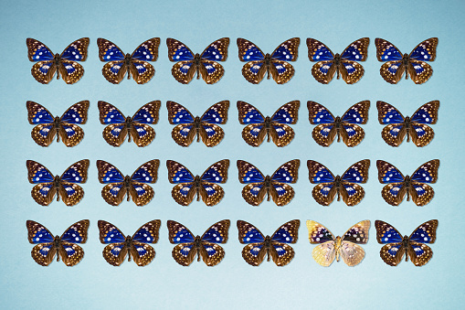 Butterflies in a row with one upside down on a blue background.