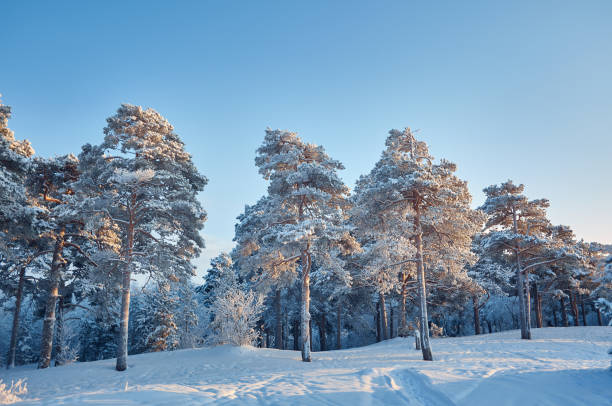 istock Beautiful Christmas landscape 1416979713