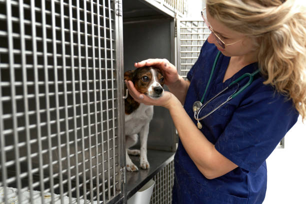 Female veterinary doctor caring small dog by cages