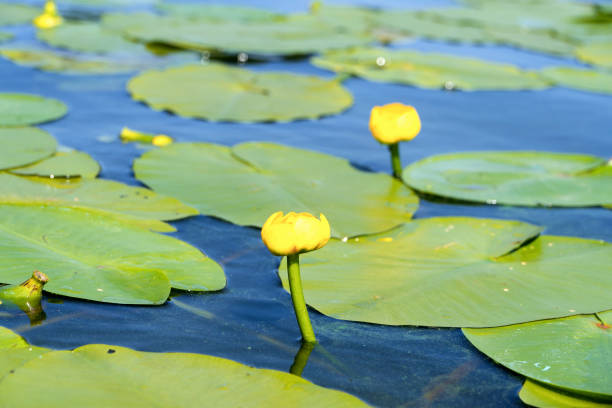istock Two yellow water lilies on the surface of the river 1416981242