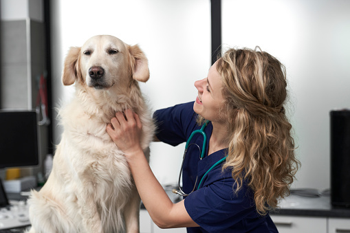 Female caucasian doctor with dog at vet's office