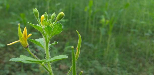 Cleome viscosa L. Cleomaceae: Yellow cleome,Pakistani plant stock photo. Cleome viscosa L. Cleomaceae: Yellow cleome,Cleomaceae, spider flower stock pictures, royalty-free photos & images