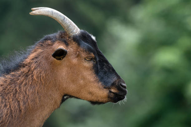 istock Head of a brown black goat (African Pygmy) 1416985920