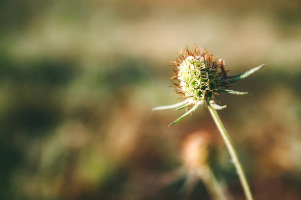 ぼやけた背景に対するスカビオサコロンバリアの美しい種子の頭 - seed head ストックフォトと画像