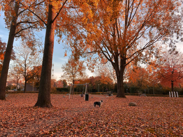 Border collie at playground in suburb