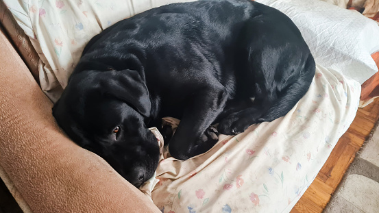 Black Labrador Retriever lying down on sofa boring.