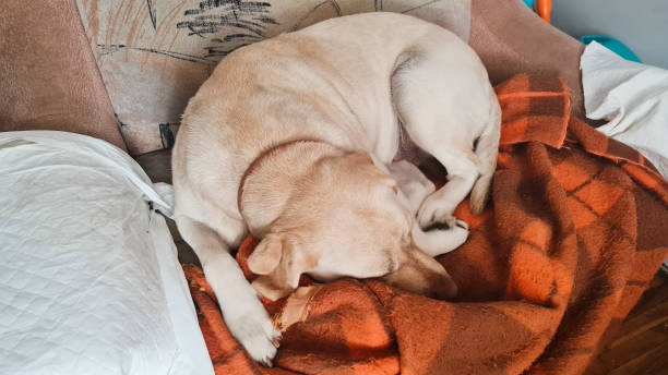 istock Dog breed Labrador. Labrador is lying on the couch. 1416989812