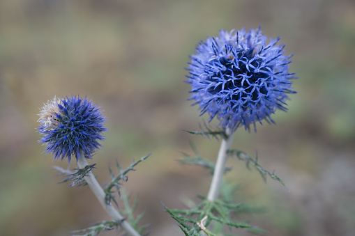 Thistle prickly blue, flowering. Close-up. Mordovnik platinum, decorative flowers. Plant prickly ball blue. Globular wild flowers of thistle blue. Uncultivated medicinal flowers. Russia, Ural