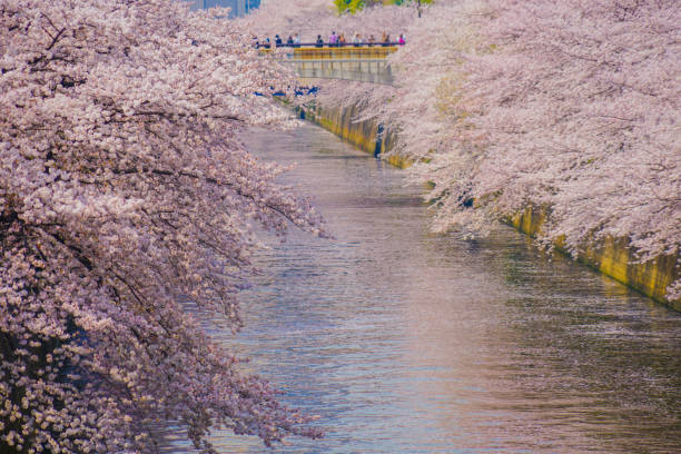 istock Cherry blossoms in Meguro River in full bloom 1416991419