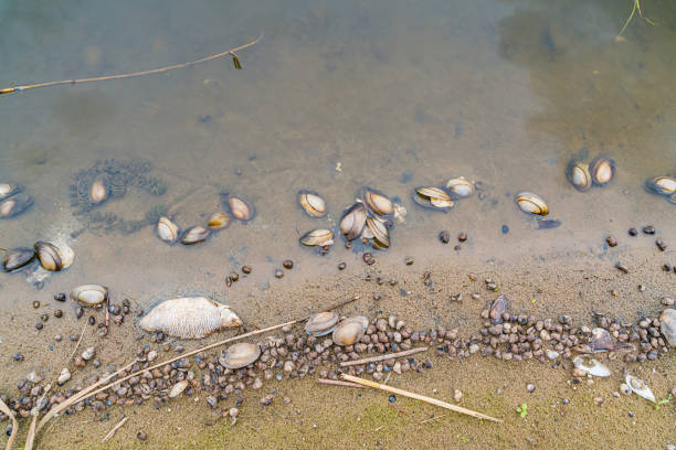 peces muertos en la orilla del envenenado río odra. enorme catástrofe ecológica en polonia. - odra river fotografías e imágenes de stock